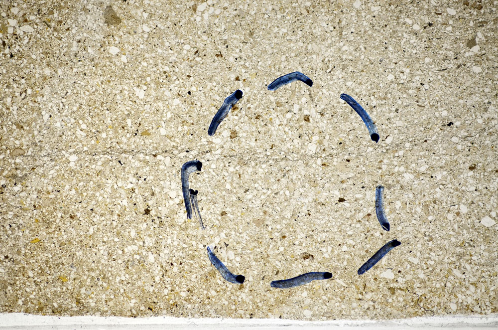 Plane Polarized, S81787/A