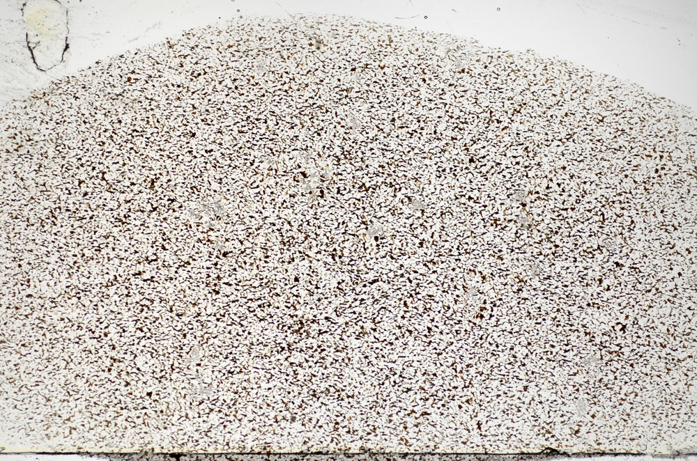 Plane Polarized, S83308