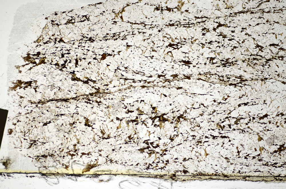 Plane Polarized, S84081