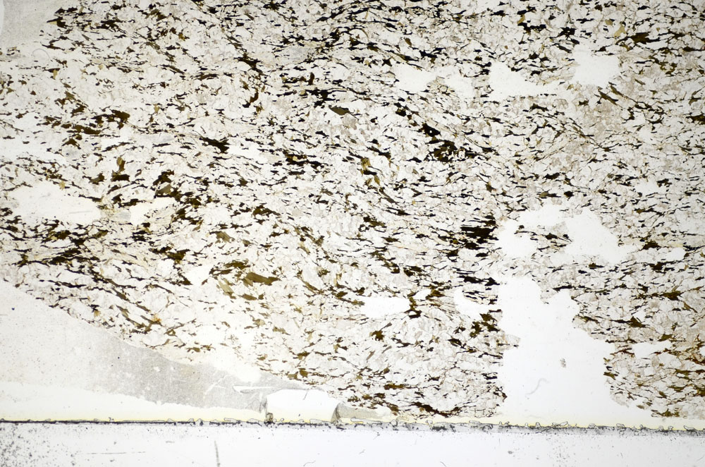 Plane Polarized, S84085