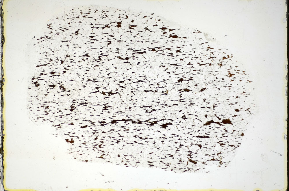 Plane Polarized, S84532