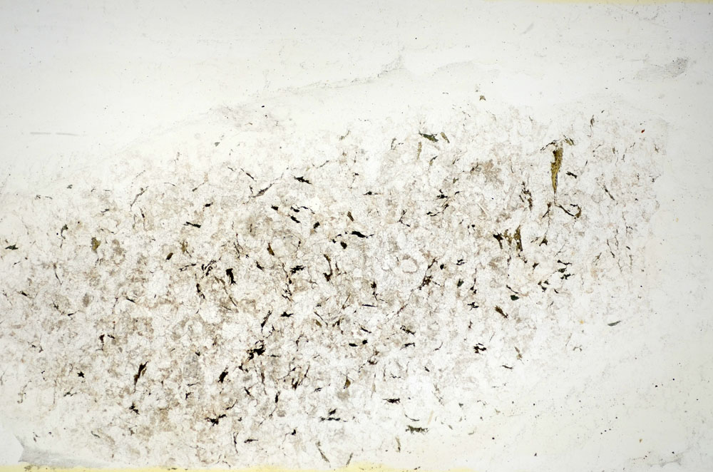 Plane Polarized, S84534