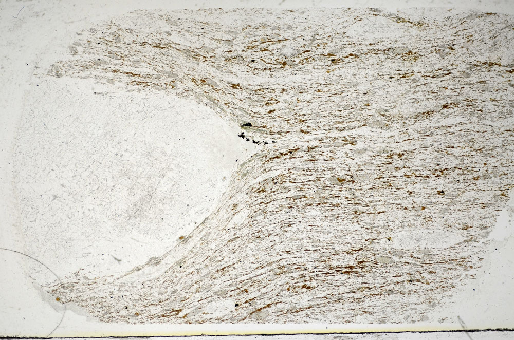 Plane Polarized, S84829