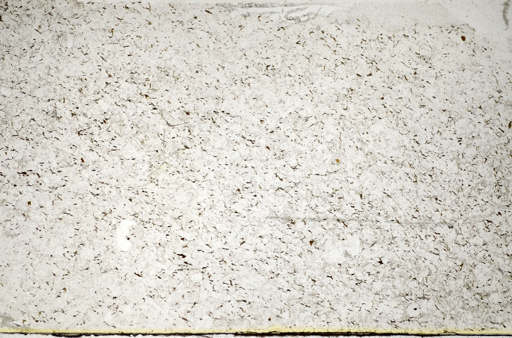 Plane Polarized, S84879