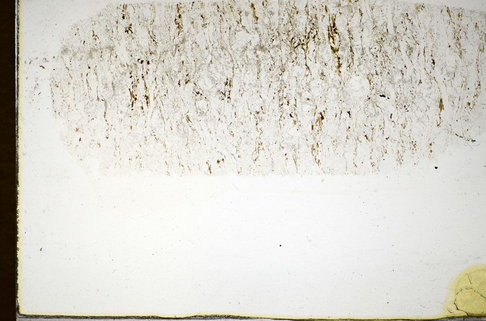 Plane Polarized, S84891