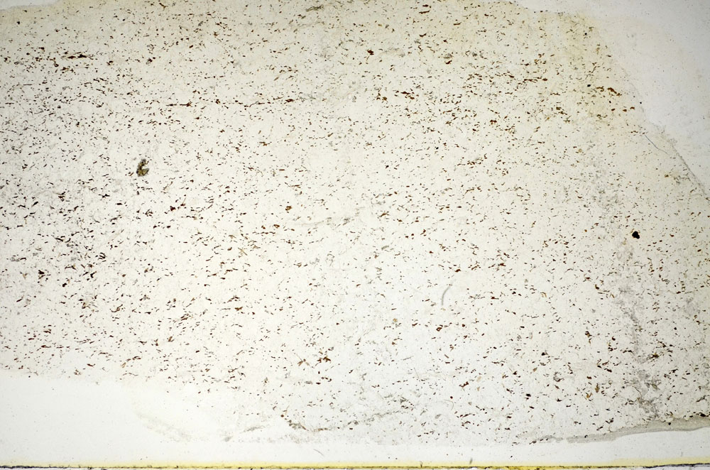Plane Polarized, S84894