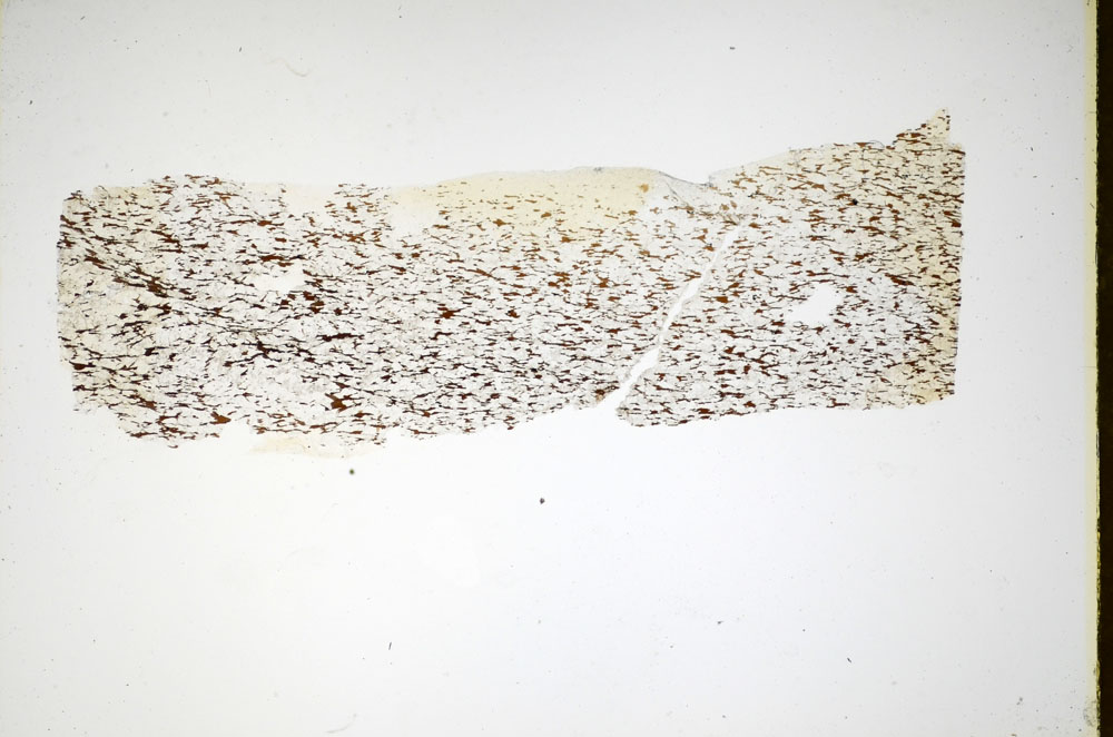 Plane Polarized, S84908