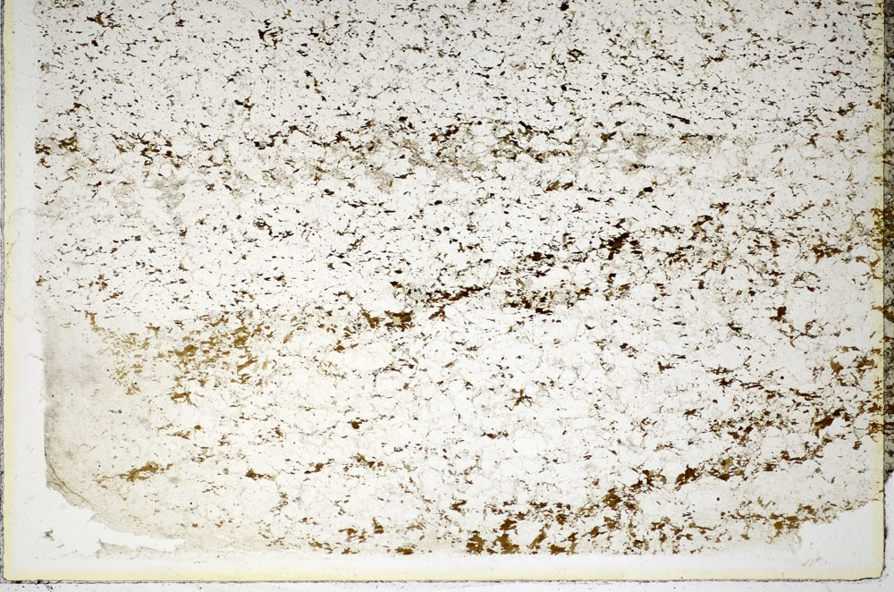 Plane Polarized, S84933