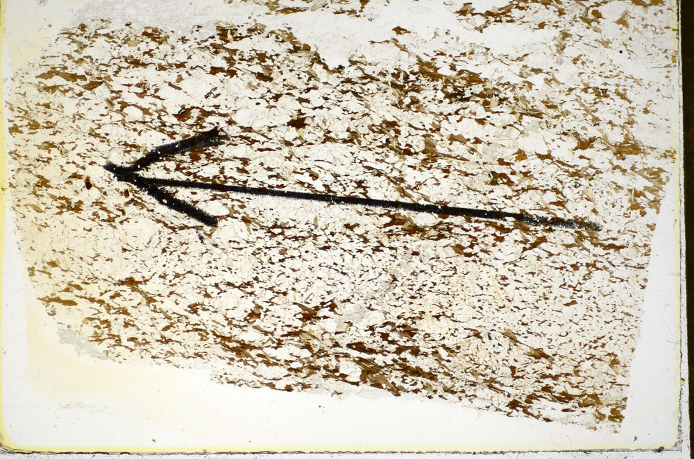 Plane Polarized, S84939