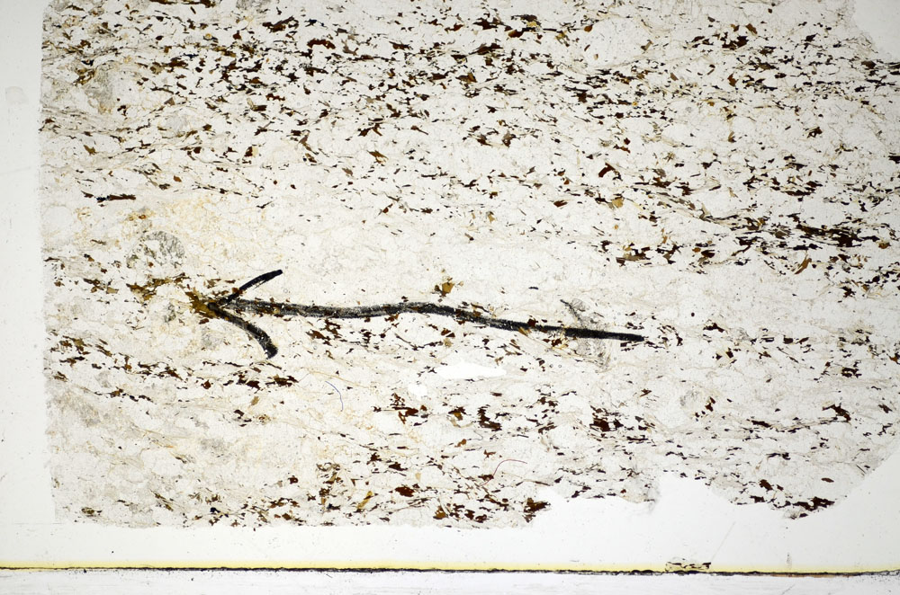 Plane Polarized, S84940