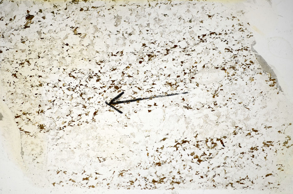 Plane Polarized, S84941