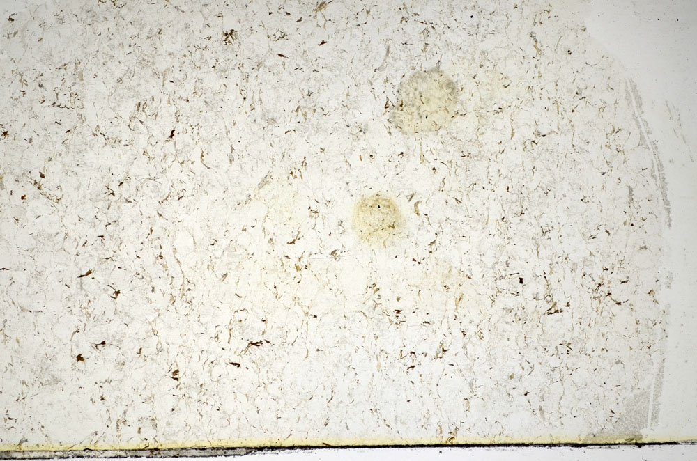 Plane Polarized, S85042
