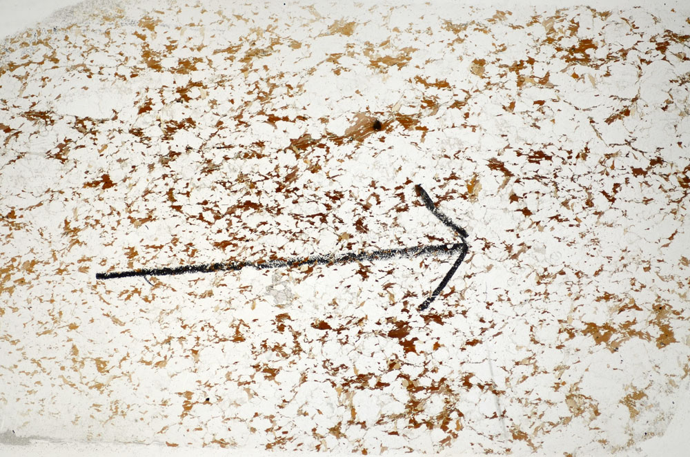 Plane Polarized, S85203