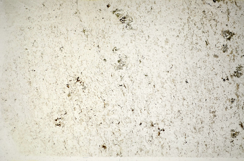 Plane Polarized, S85251