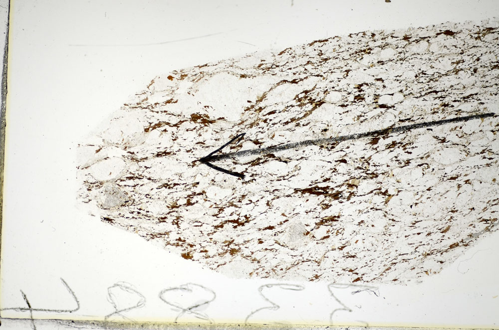 Plane Polarized, S85357