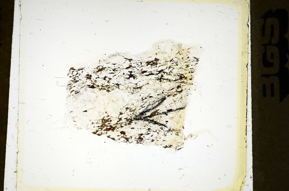 Plane Polarized, S85379