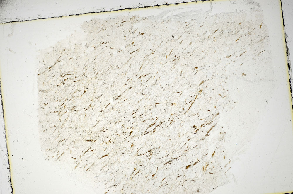 Plane Polarized, S85551