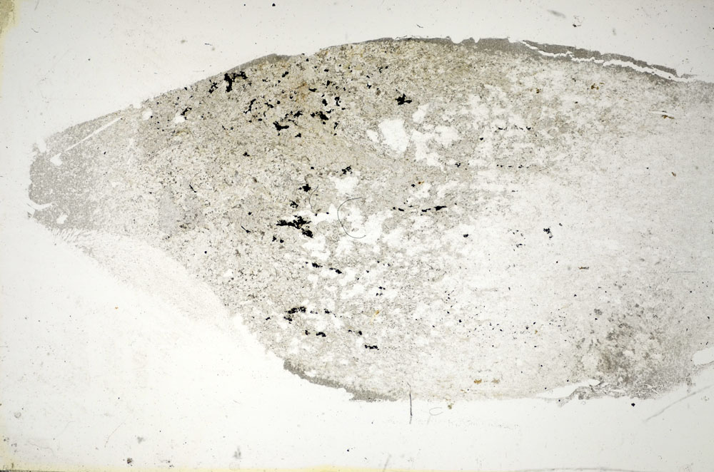 Plane Polarized, S85593
