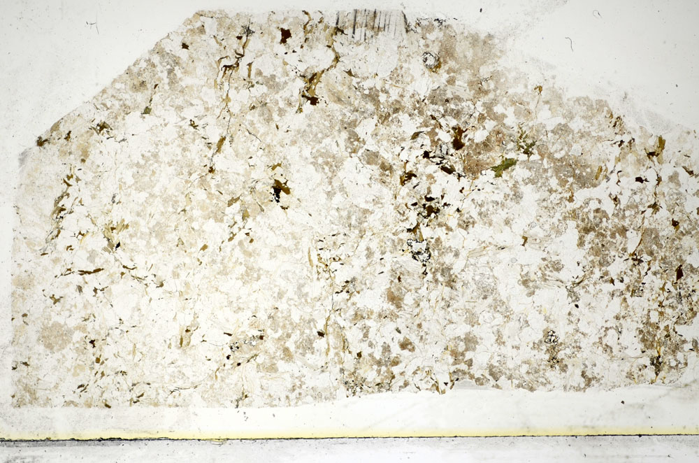 Plane Polarized, S85669