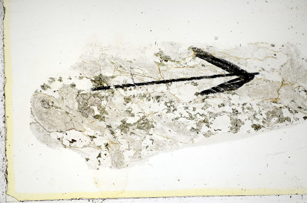 Plane Polarized, S85729