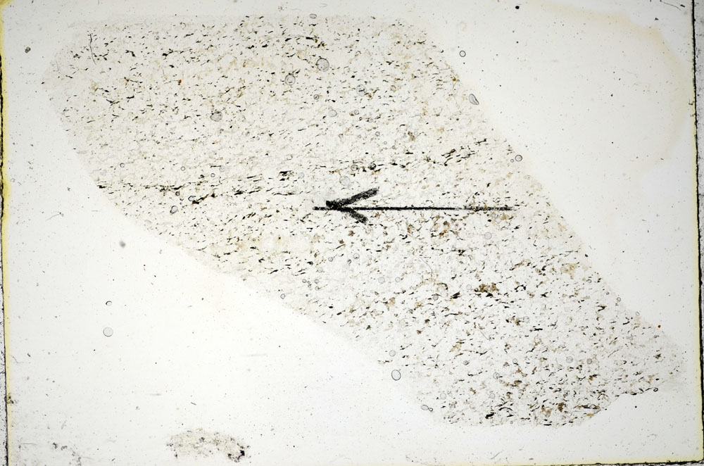 Plane Polarized, S86028
