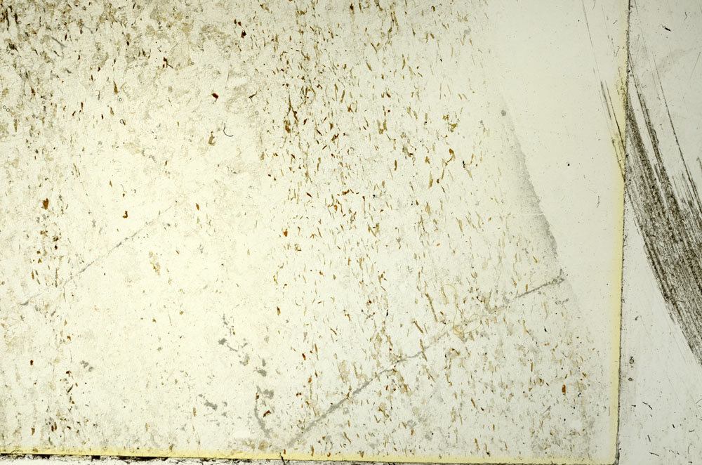 Plane Polarized, S86483