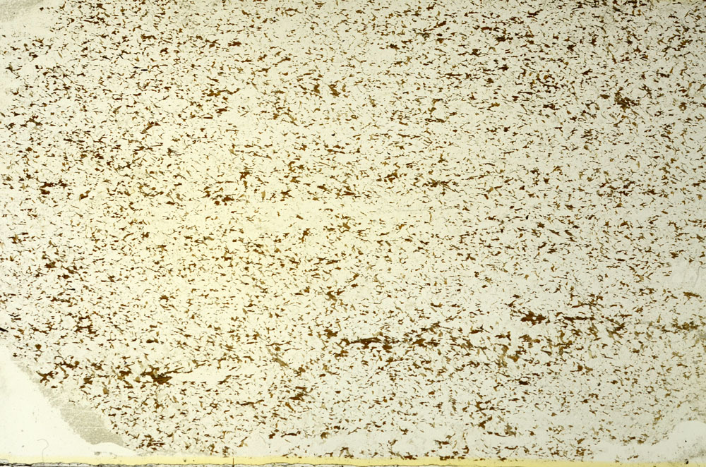 Plane Polarized, S86505