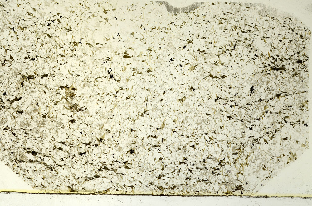 Plane Polarized, S86568