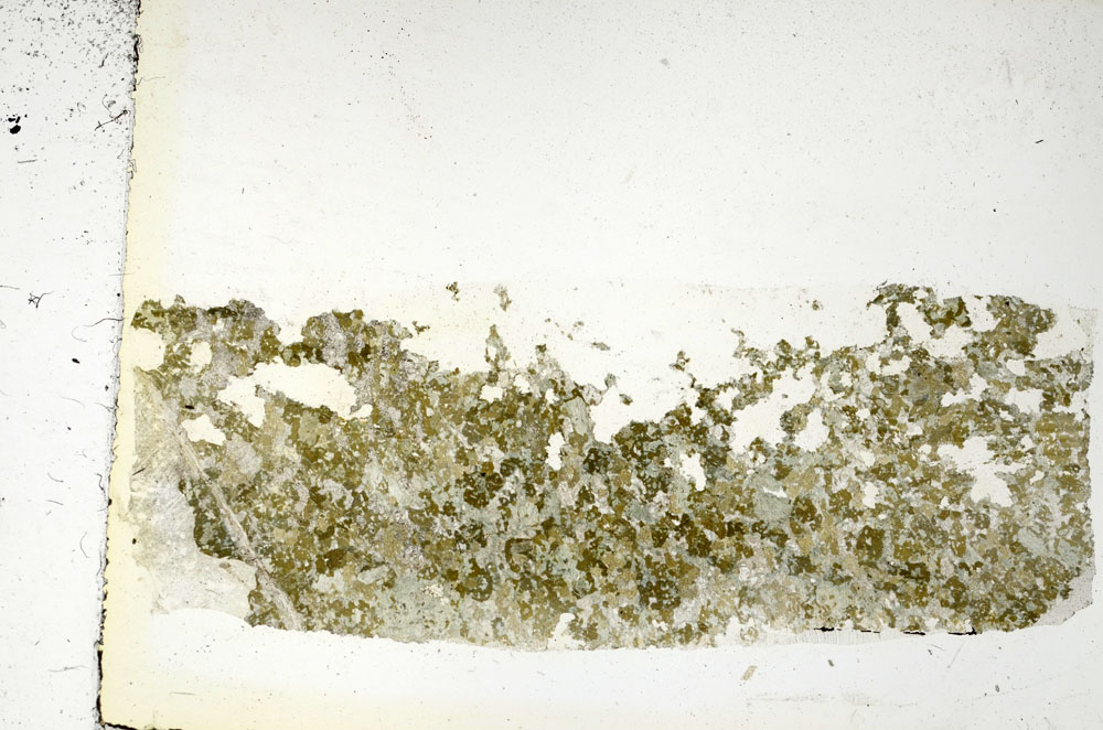 Plane Polarized, S86837