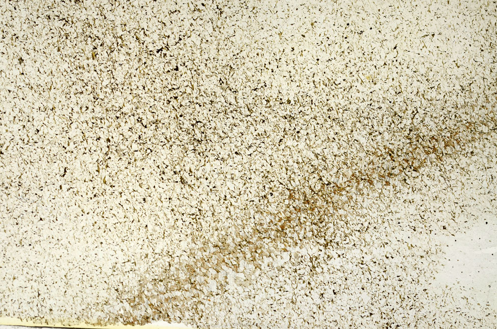 Plane Polarized, S86886