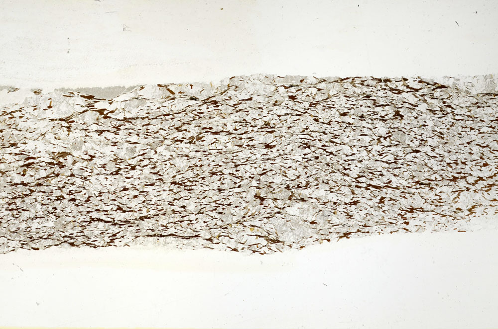 Plane Polarized, S87010