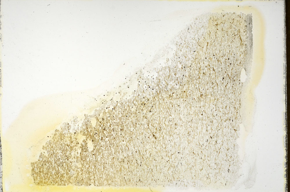 Plane Polarized, S87012