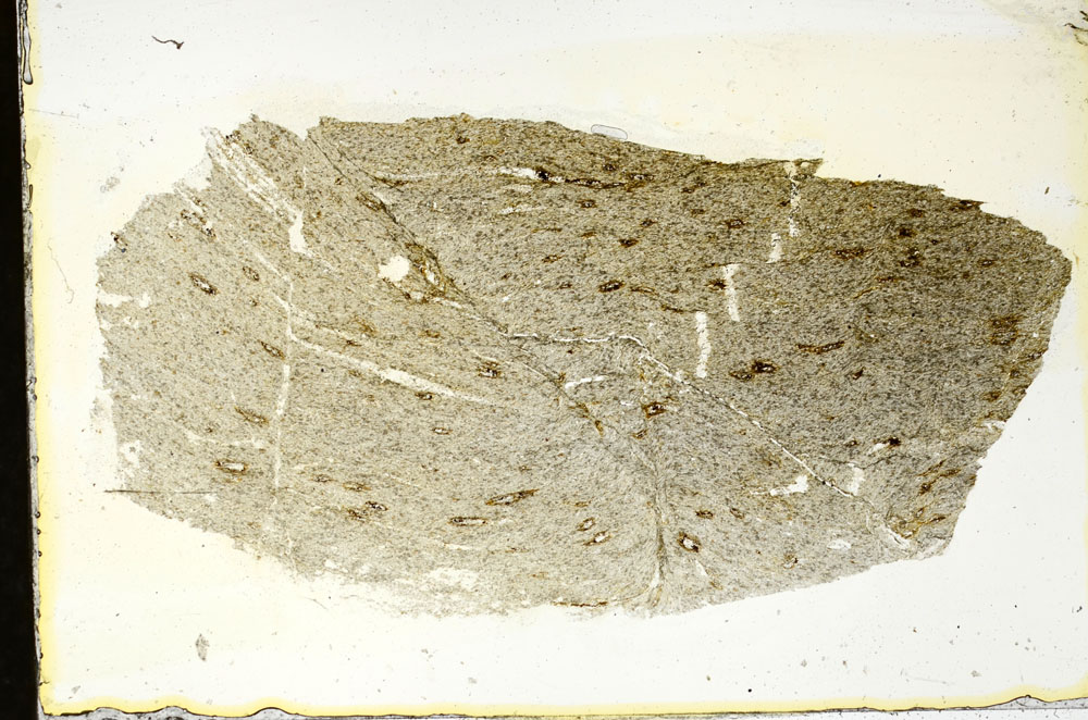 Plane Polarized, S87196