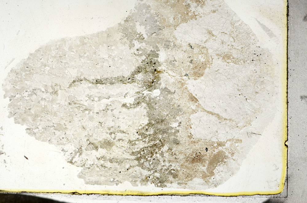 Plane Polarized, S87321