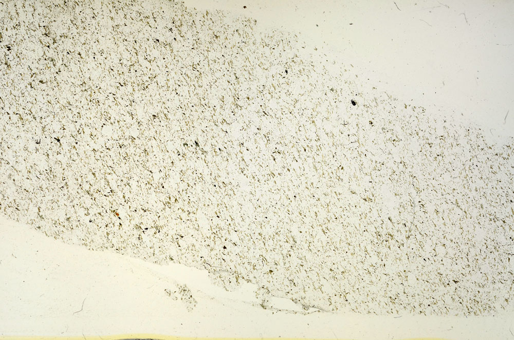 Plane Polarized, S87432