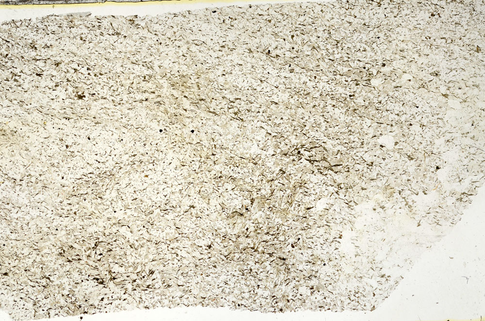 Plane Polarized, S87516