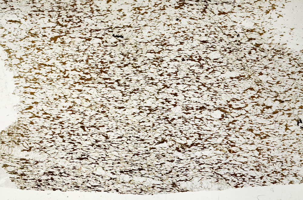 Plane Polarized, S87523