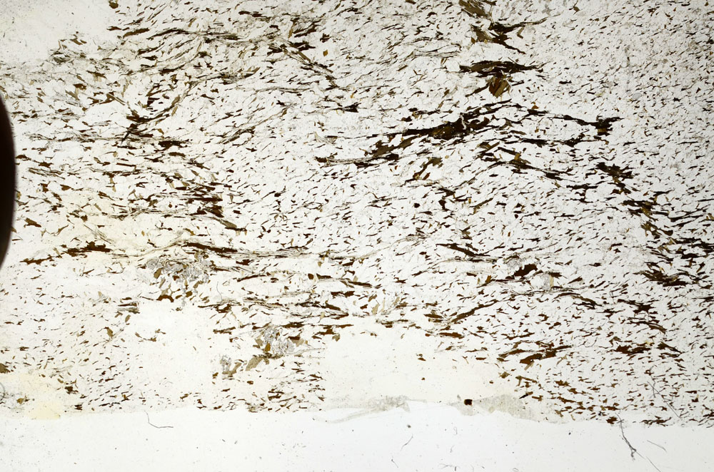 Plane Polarized, S87673