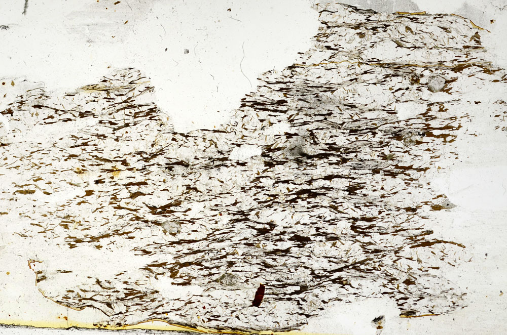 Plane Polarized, S87677
