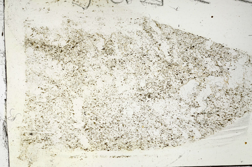 Plane Polarized, S87745