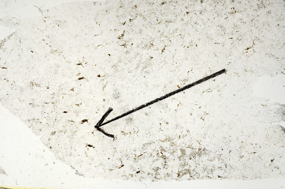 Plane Polarized, S87809