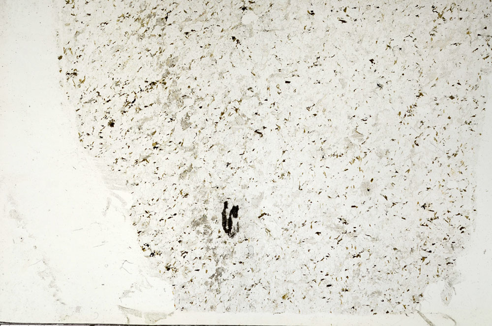 Plane Polarized, S87811