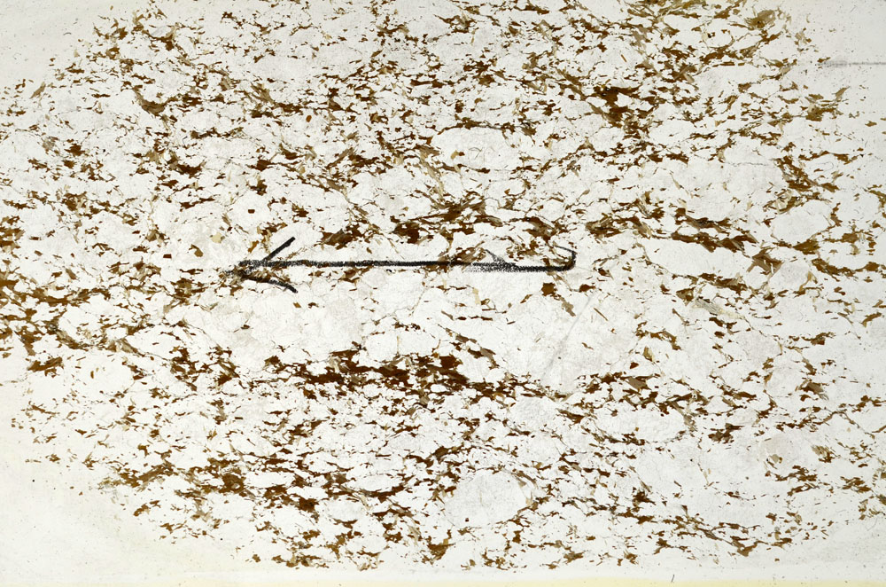 Plane Polarized, S87995