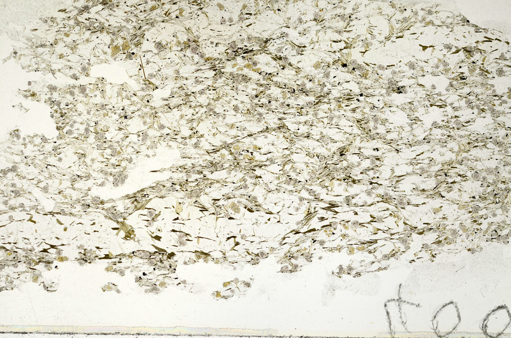 Plane Polarized, S88036
