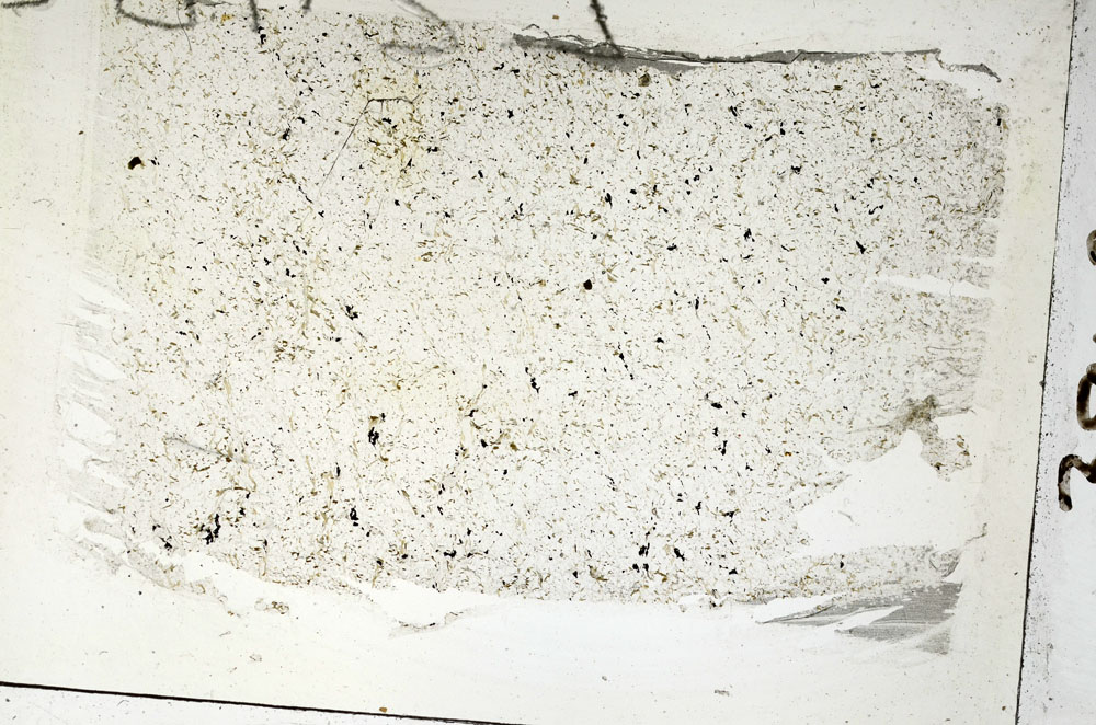 Plane Polarized, S88102