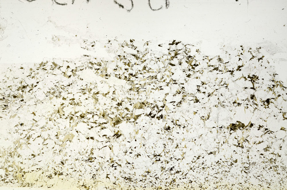 Plane Polarized, S88262