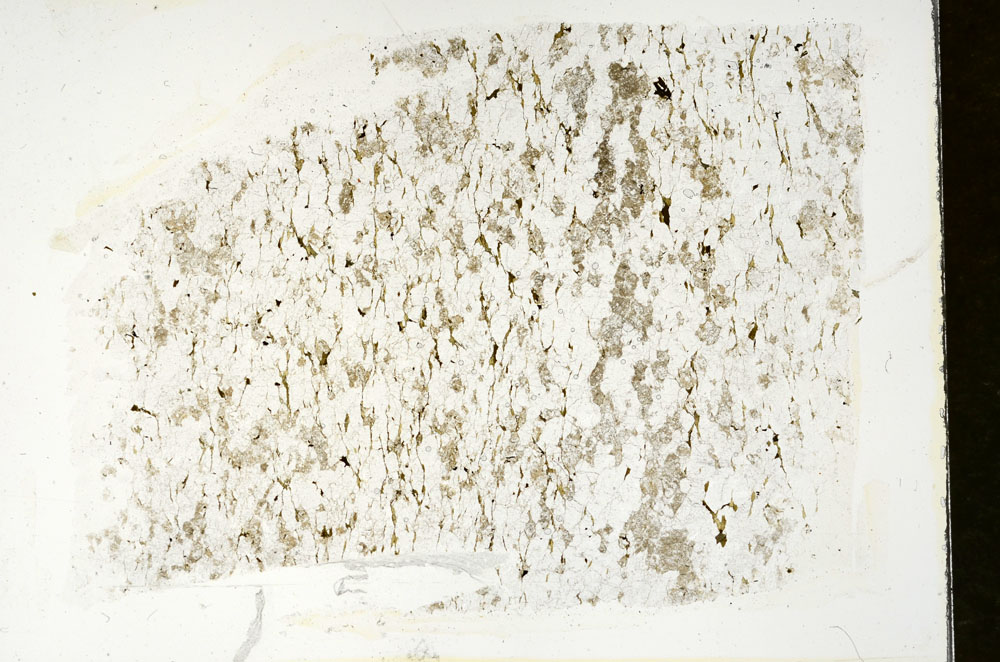 Plane Polarized, S88319