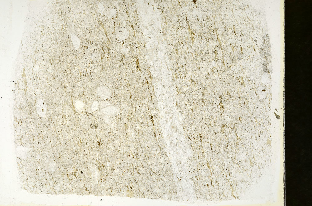 Plane Polarized, S88324