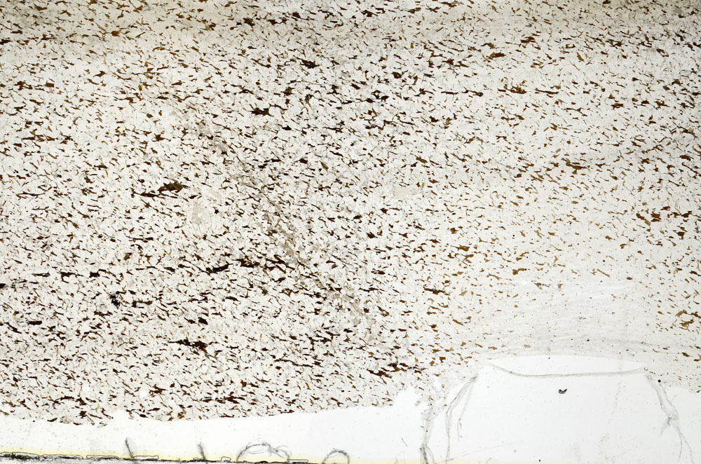 Plane Polarized, S88413