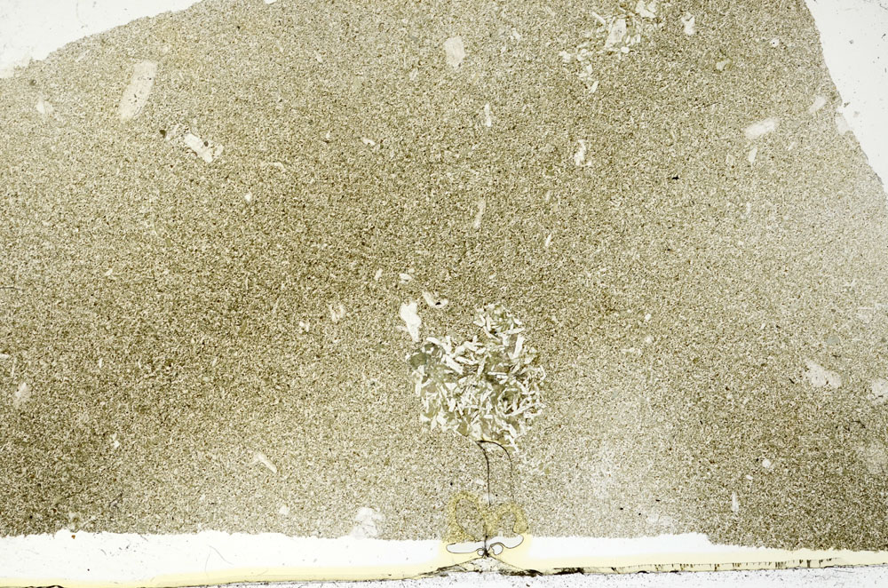 Plane Polarized, S88460